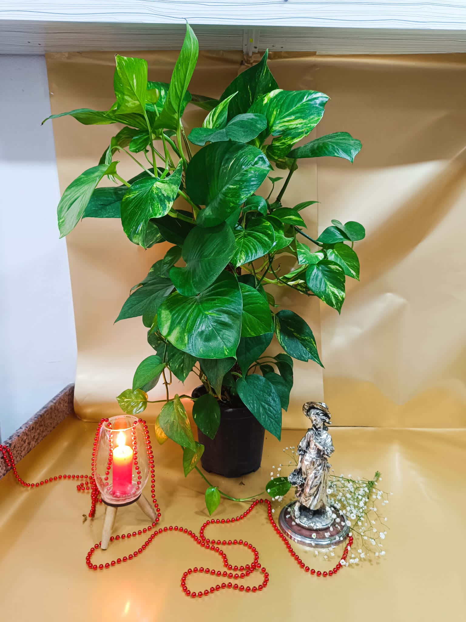 Patos (Salon Sarmaşığı)