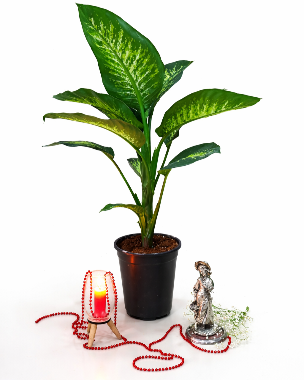 Difenbahya (Ağlayan Çiçek)