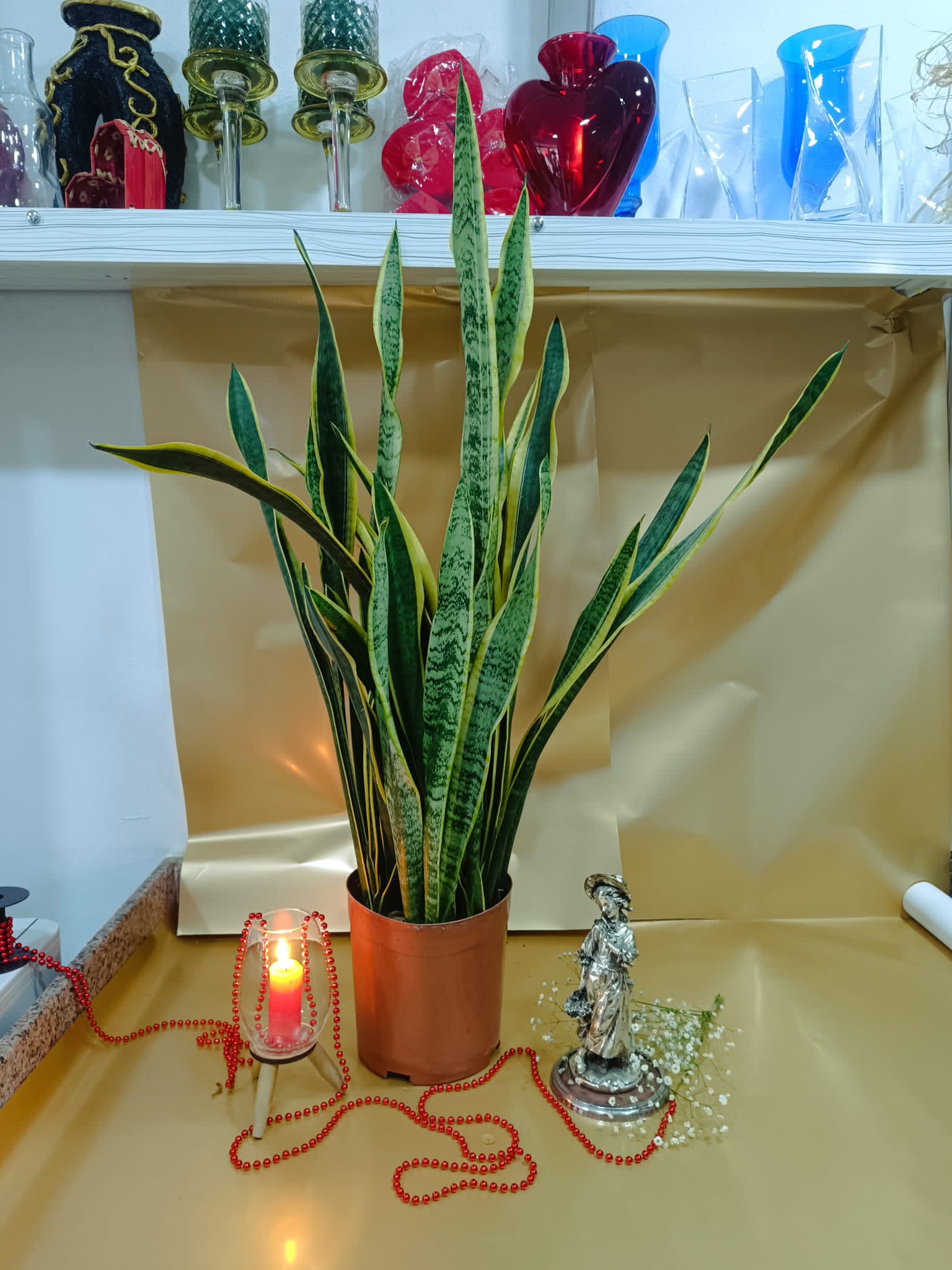 Peygamber Kılıcı Çiçeği